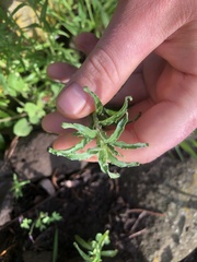 Epilobium billardiereanum