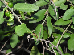 Celtis pallida