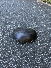 Kinosternon subrubrum