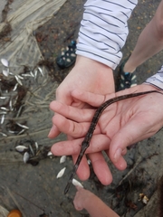 Fistularia tabacaria