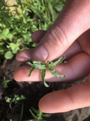 Epilobium billardiereanum