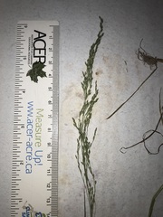 Poa alsodes