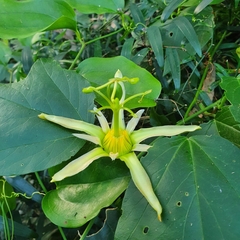 Passiflora herbertiana