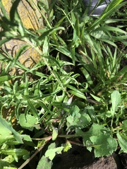 Epilobium billardiereanum