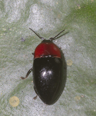 Lissomus