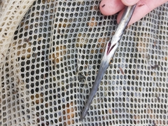 Fistularia tabacaria