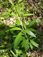 Searsia angustifolia