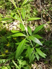 Searsia angustifolia