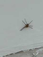 Heteropoda venatoria