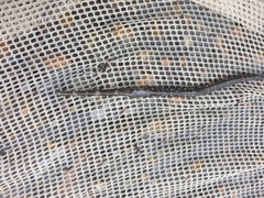 Fistularia tabacaria