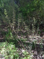 Searsia angustifolia