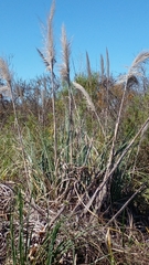 Cortaderia selloana