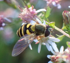 Syrphus rectus