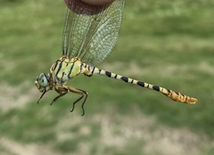 Onychogomphus flexuosus