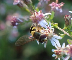 Syrphus rectus