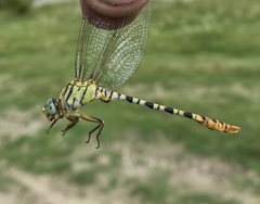 Onychogomphus flexuosus