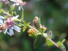 Syrphus rectus