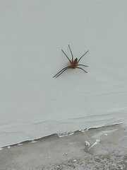 Heteropoda venatoria