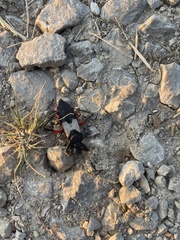 Microtomus purcis
