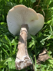 Melanoleuca melaleuca