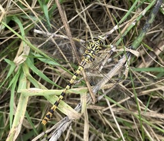 Onychogomphus flexuosus