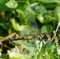 Celithemis bertha