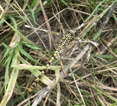 Onychogomphus flexuosus