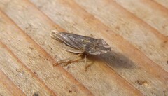 Eupelix cuspidata
