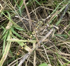 Onychogomphus flexuosus