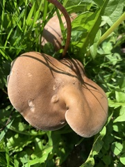 Melanoleuca melaleuca