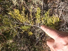 Asparagus racemosus