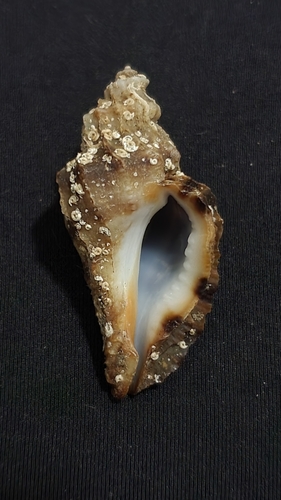 rugged seacalf