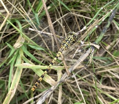 Onychogomphus flexuosus