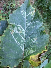 Phytomyza lappae