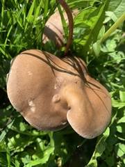 Melanoleuca melaleuca