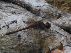 Sympetrum infuscatum