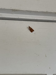 Uresiphita