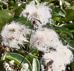 Clematis vitalba
