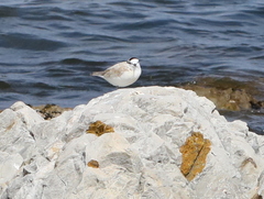 Charadrius marginatus