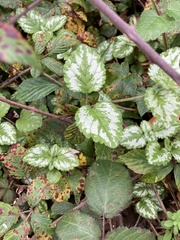 Lamium galeobdolon argentatum