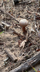 Battarrea phalloides