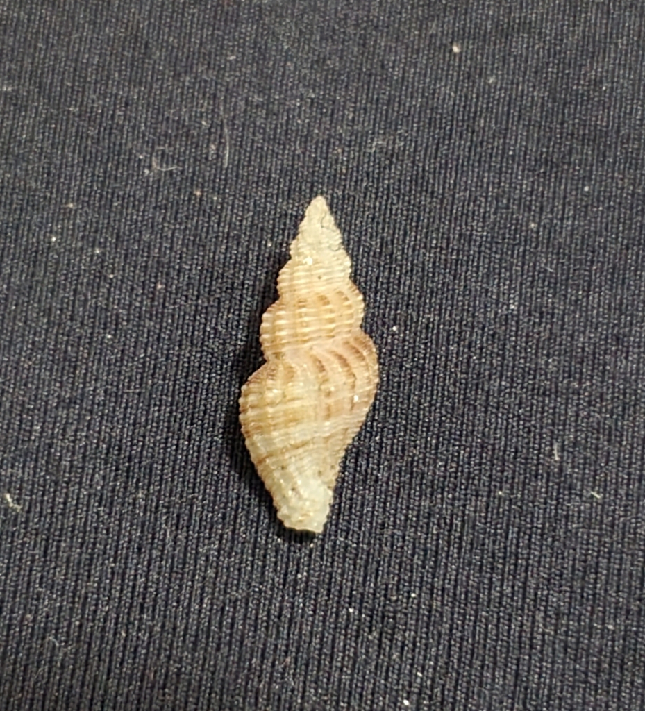 Bailya anomala