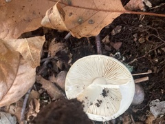 Amanita citrina