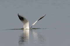 Chroicocephalus ridibundus