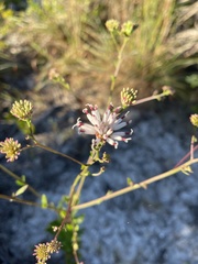 Palafoxia feayi