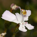 Stylidium nungarinense - Photo (c) Ursina Gringer, some rights reserved (CC BY), uploaded by Ursina Gringer