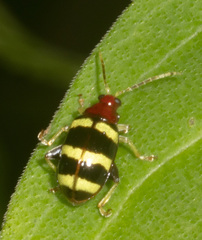 Phenrica pallidicornis