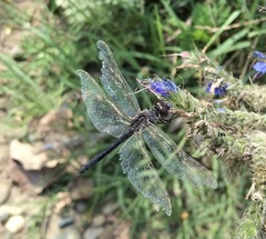 Selysiothemis nigra