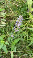 Agastache foeniculum