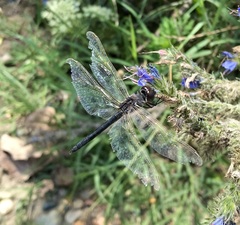 Selysiothemis nigra